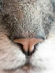 lt;lt;Know Green, Do