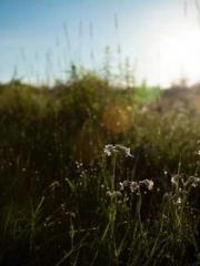 Lin Feng Lin Yun Yao