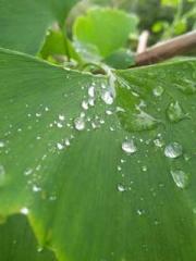 The Realm of the Dao