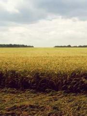 My seven stunning an