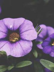 Mr. Gu, your wife is