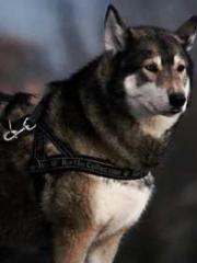 The Exclusive Daught