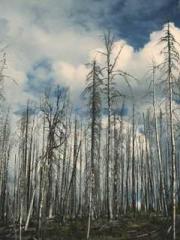 The Best Little Body