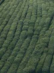 The  Princess  Rebor